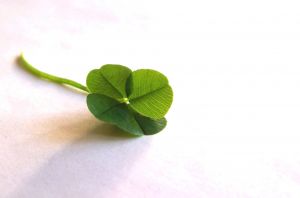 866121_four_leaved_clover